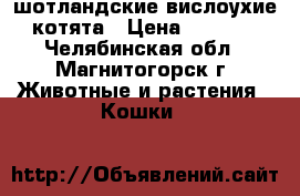 шотландские вислоухие котята › Цена ­ 3 000 - Челябинская обл., Магнитогорск г. Животные и растения » Кошки   